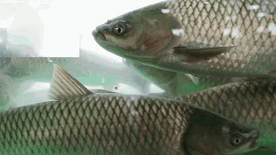 柴油味的鱼吃了会中毒吗,警惕这种鱼不能乱吃有剧毒