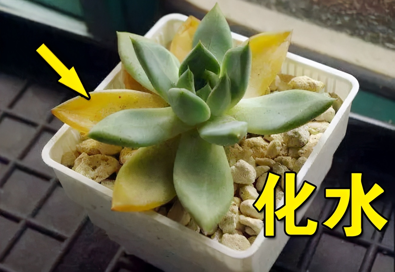 冬季多肉叶片化水是肥害还是受冻,多肉吉娃娃叶片化水怎么办