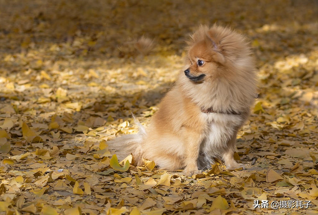 北京看银杏树林最好的地方,丰台区银杏林地址