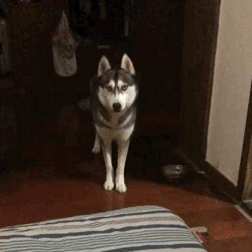 纯种狗怎么来的,怎样培育纯种狗