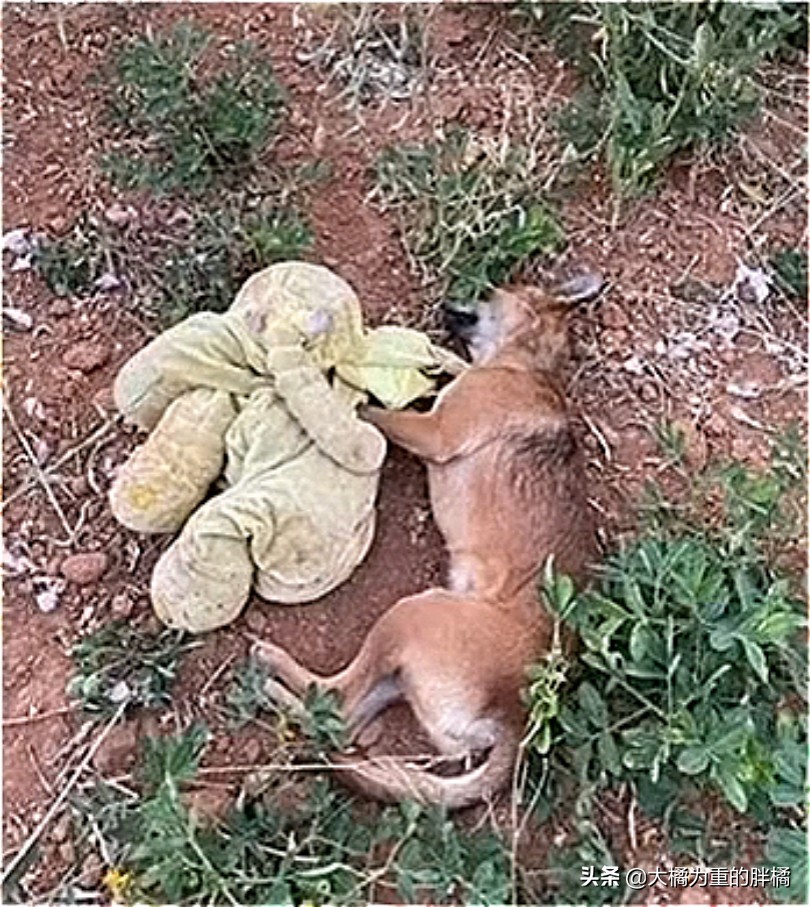 走丢的金毛在马路上找主人,金毛丢了再贴寻狗启事