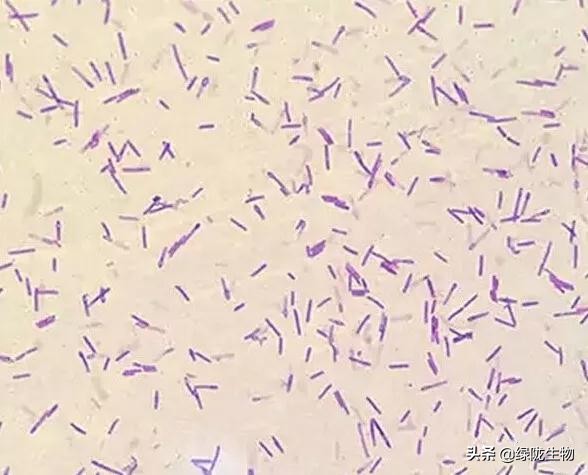 凝结芽孢杆菌的特点、作用机制及生物学功能