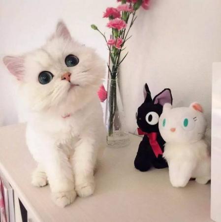 猫咪走失最有效的方法,猫咪走丢1周怎么寻回