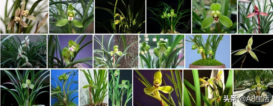 每日一品花草图片,每日一品