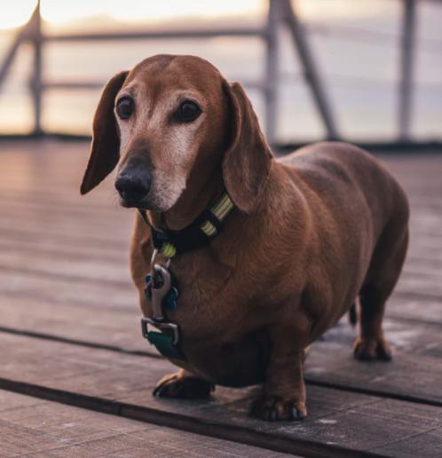 狗狗会游泳为啥会被淹死,狗狗掉进水里多久能淹死