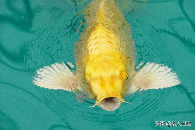 锦鲤怕人不能互动,小锦鲤怕人不敢吃食