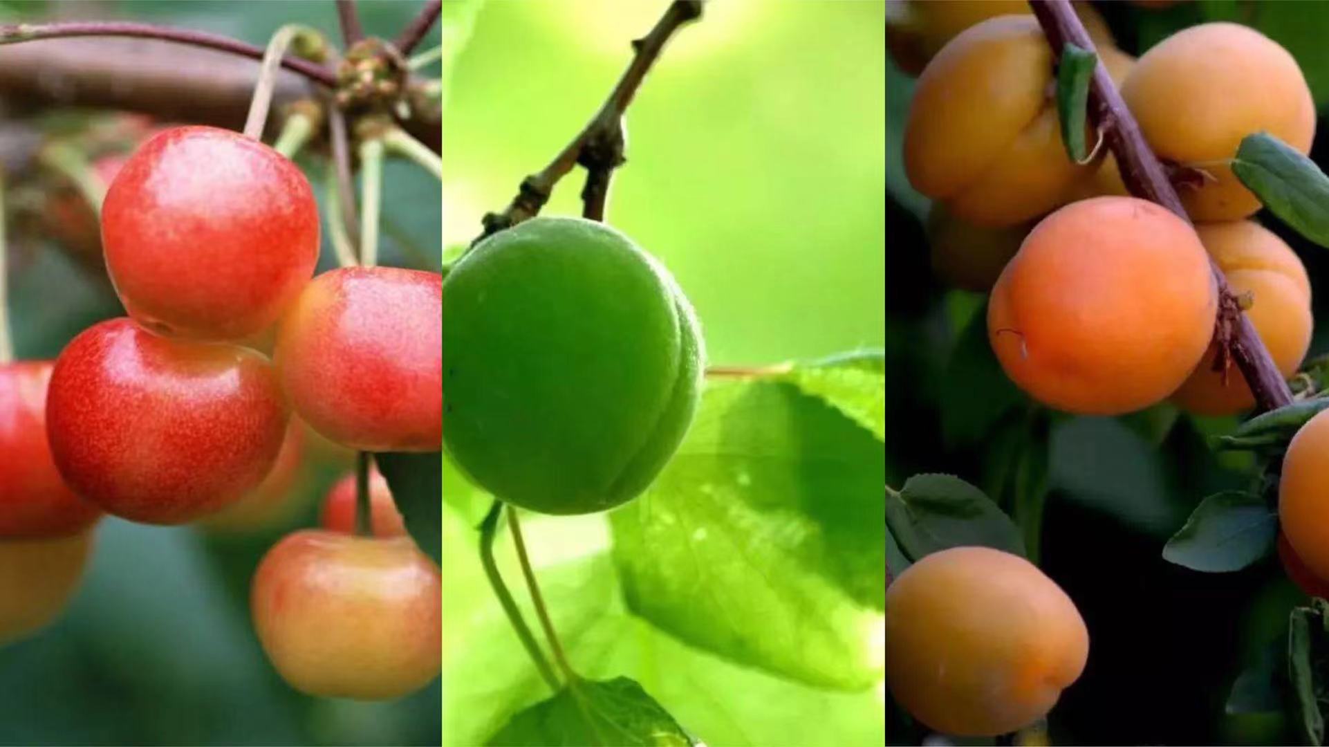 二十四节气立夏ppt课件免费,二十四节气立夏的诗句古诗