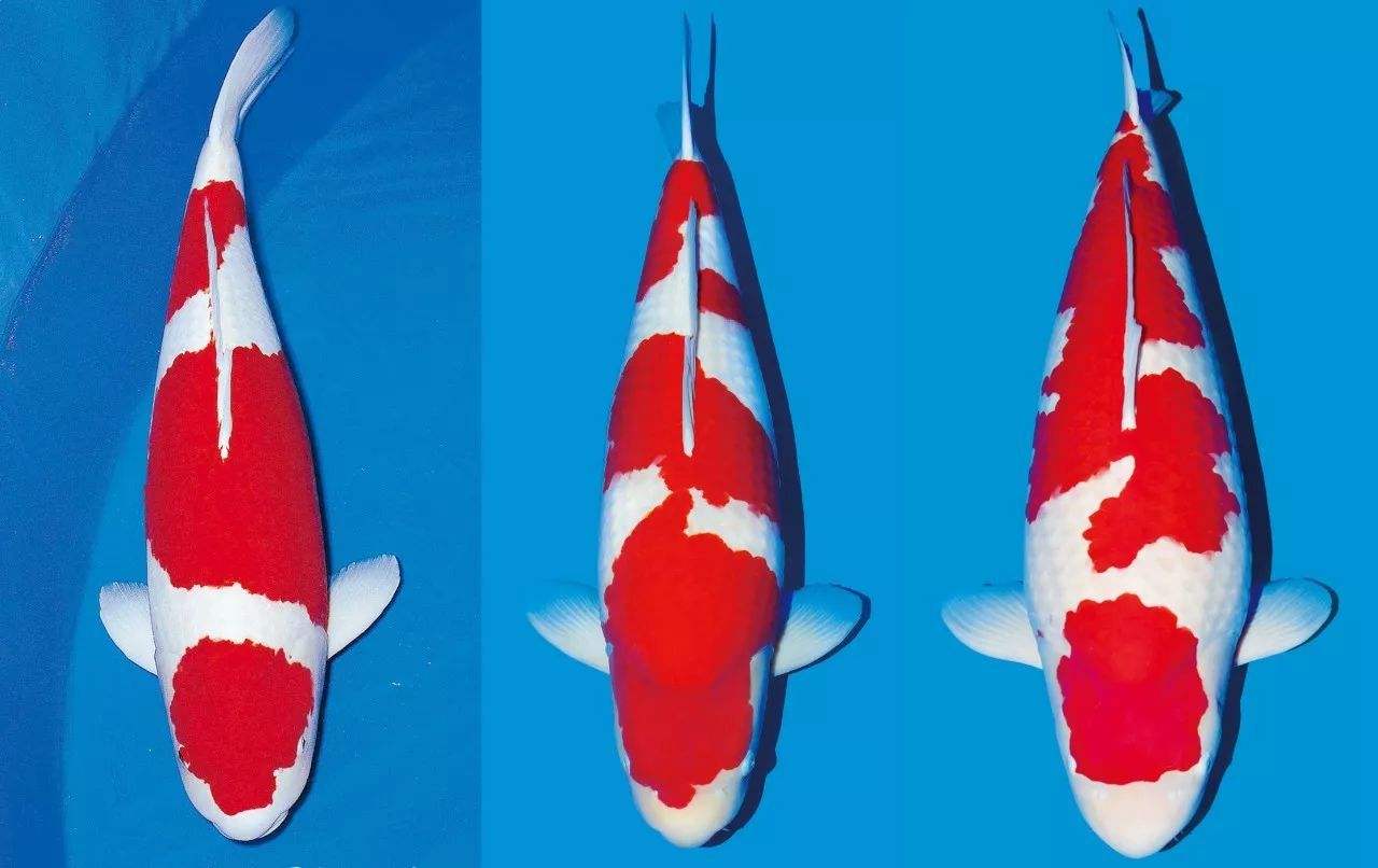 鱼百滋酸菜鱼即墨团购,鱼百科app