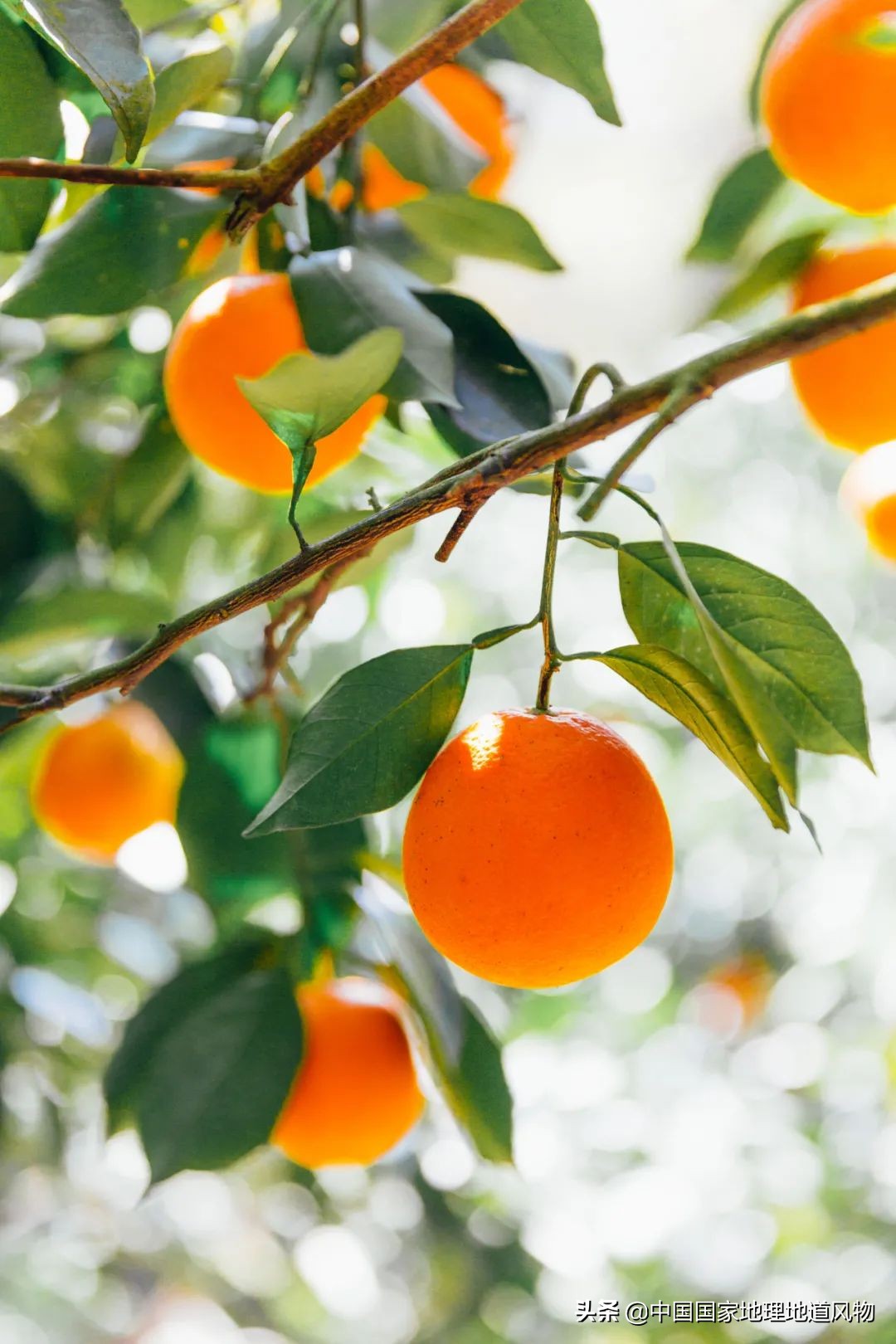 江西vs湖南哪个更能吃辣,江西和湖南pk辣椒