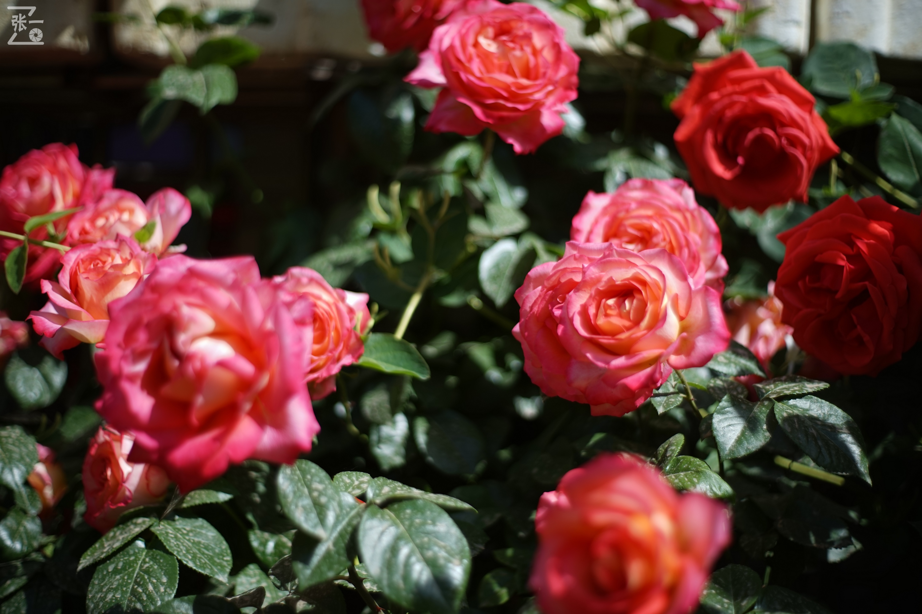 凤凰国产50mm镜头,凤凰索尼e口镜头