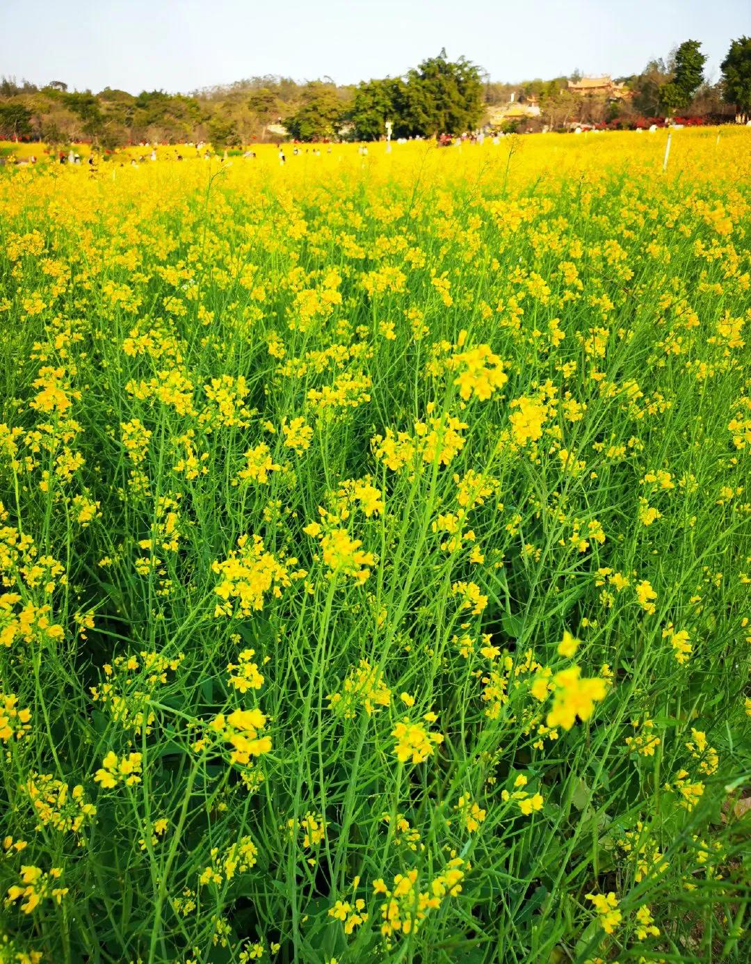 厦门香山有什么风景,厦门翔安必去8个景点香山