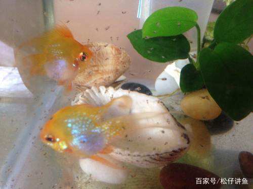 新手养凤尾短鲷注意什么,养金波子技巧和方法