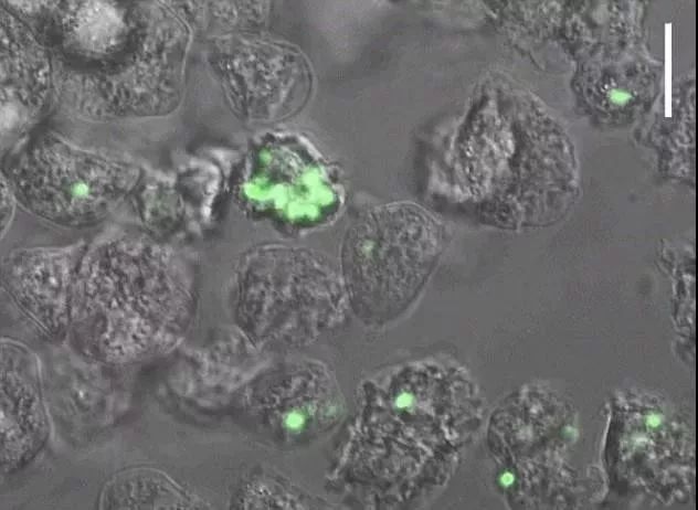 新型冠状病毒哪个地区封城了,浙江发现新型冠状病毒要封城吗