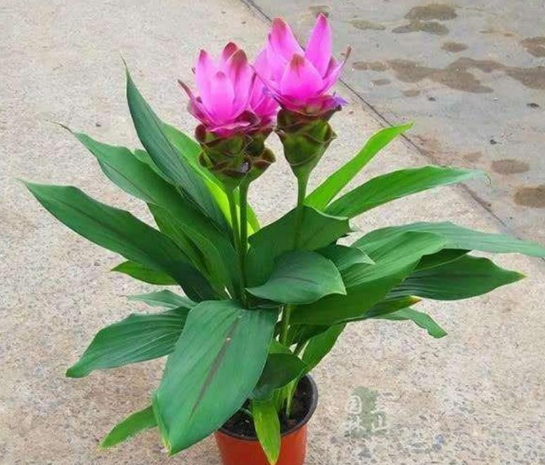 姜荷花春天要怎么养,姜荷花怎么养才好看