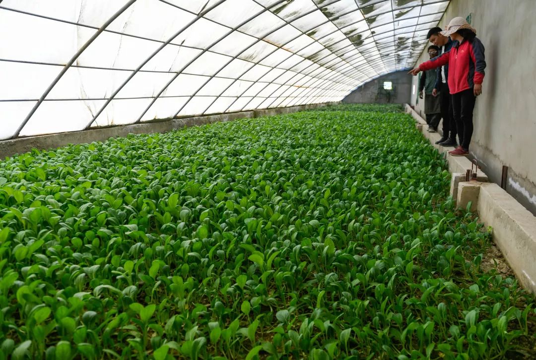 农产品被谣言中伤怎么办,农业部辟谣农产品的十大谣言