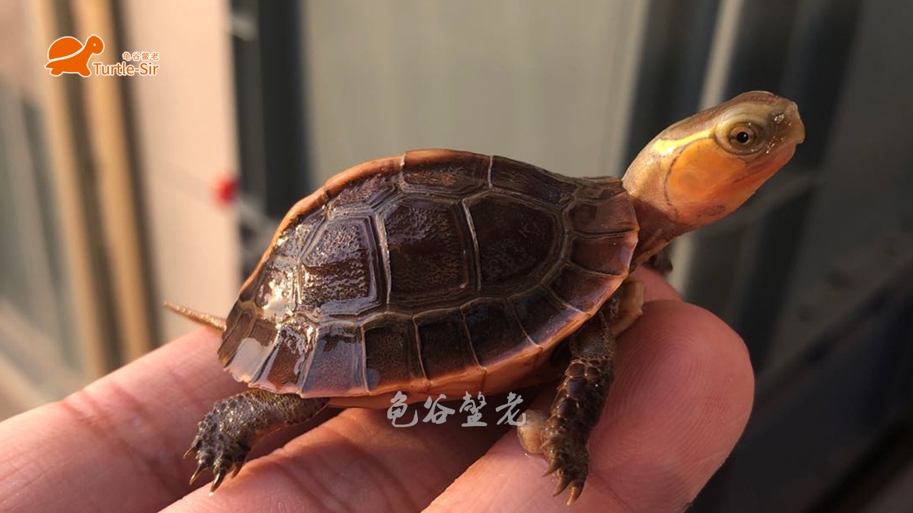 黄缘龟底板有异色可以养吗,黄缘龟背甲颜色淡