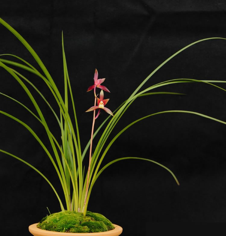 秋芝兰花为什么这么贵,秋芝究竟是什么样的兰花