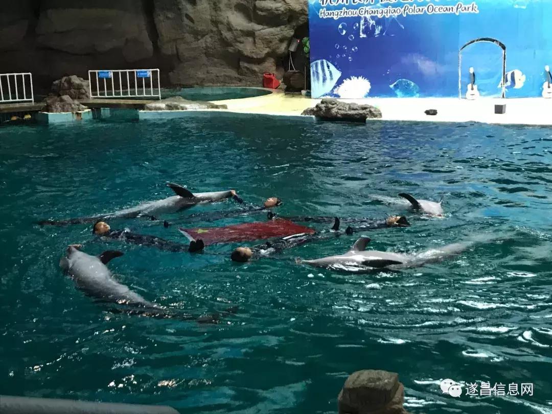 杭州长乔极地海洋公园表演,杭州长乔极地海洋公园攻略