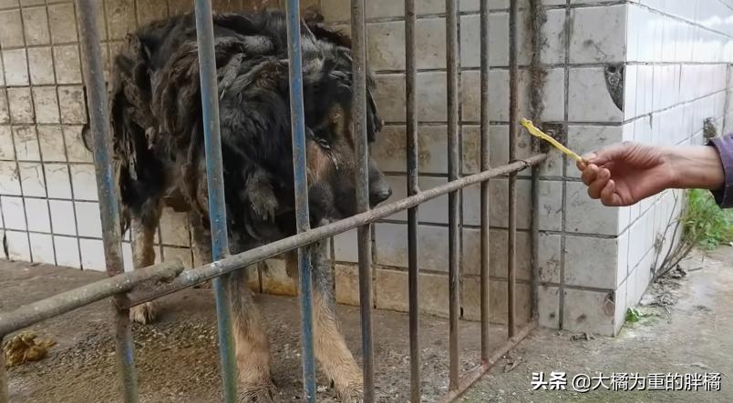 藏獒被关笼中十二年，铁笼已被焊死，主人就住隔壁，却不管它死活