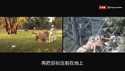 遇到猛兽如何自救100字,面对大型猛兽如何自救