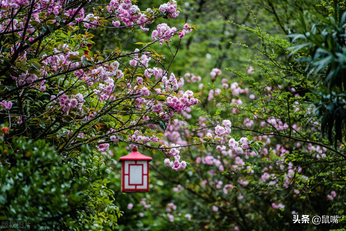 世说新语原文和译文,世说新语原文及翻译陈太丘与友期