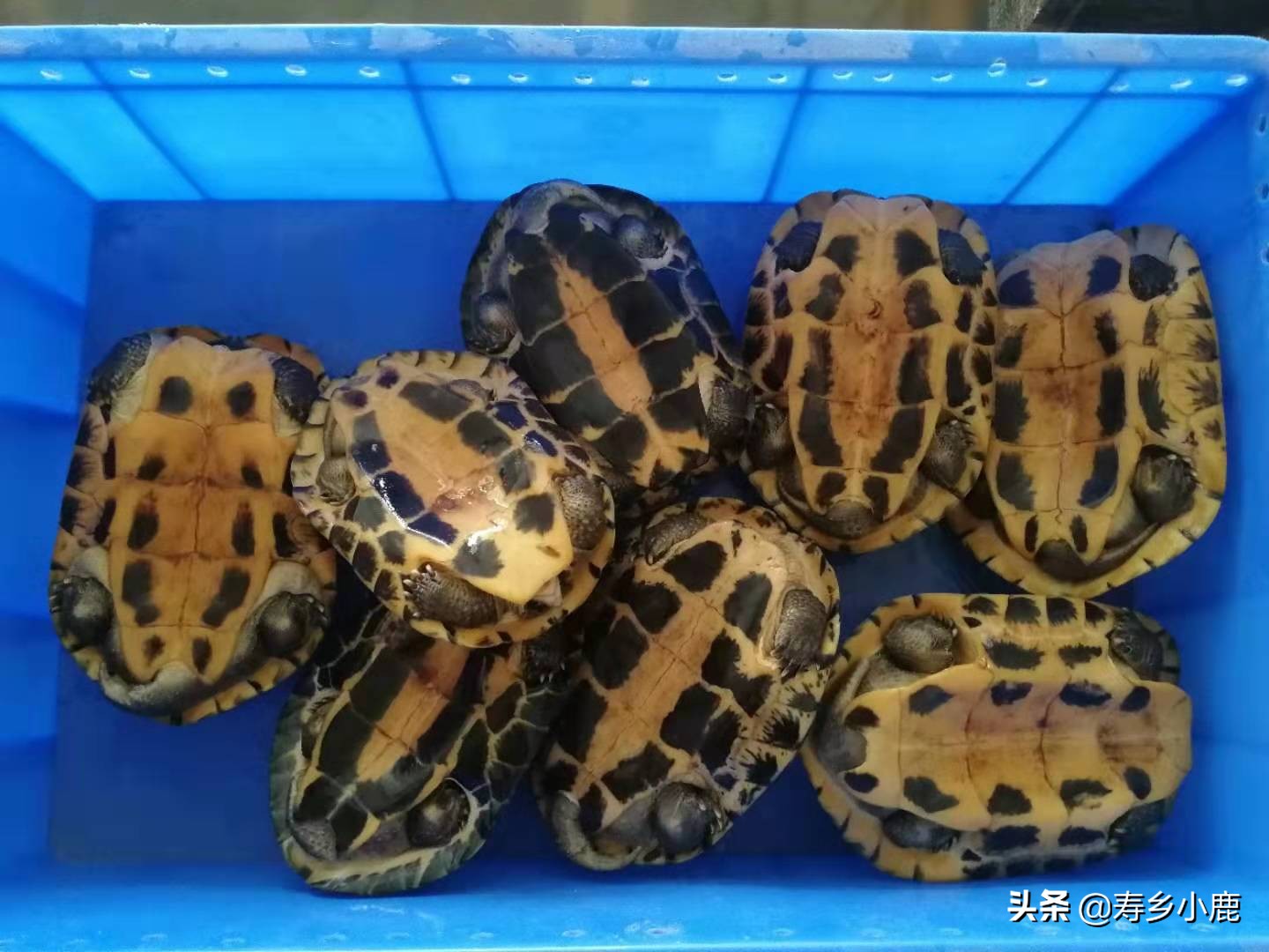 水龟怎么养可以去除真菌,水龟怎么防治腐皮