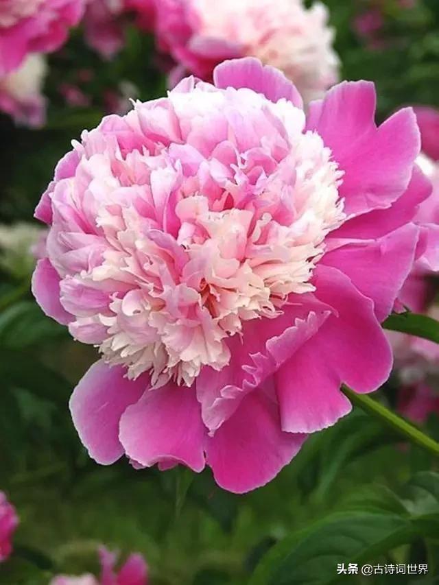 古诗中赞美牡丹的诗句有哪些,我见过雍容华丽的牡丹阅读答案