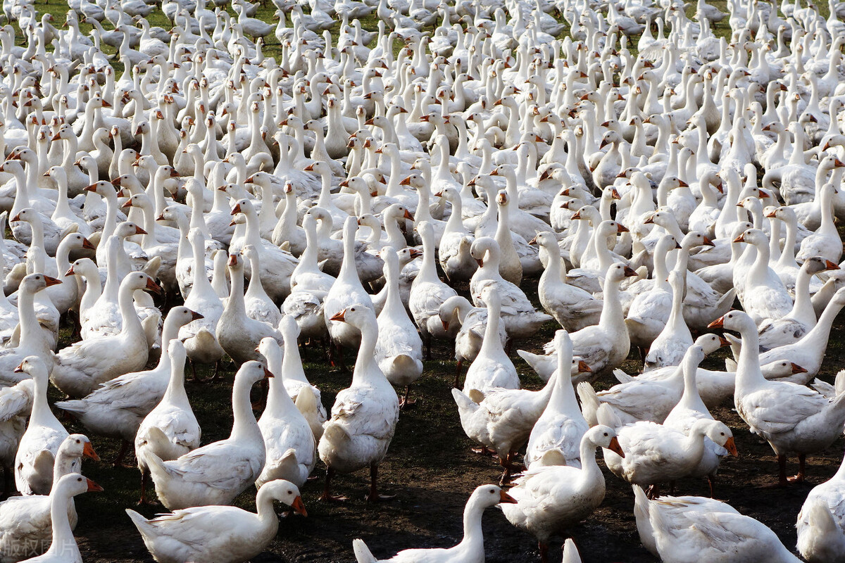 河南省平顶山市最新项目汇总,平顶山市第三批重点招商项目