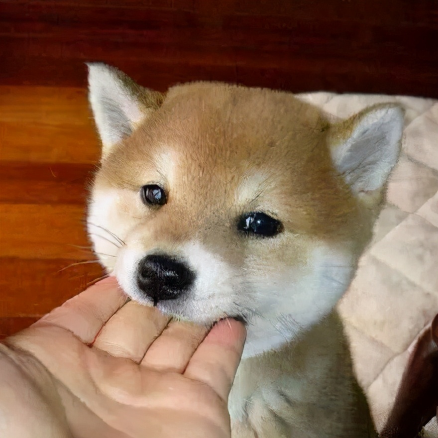 狗狗扑到主人身上各种撒娇,狗狗求救信号有惊无险