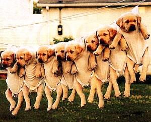 生活小妙招衣服有脏东西怎么洗,洗衣机脱水衣服上有脏东西怎么办