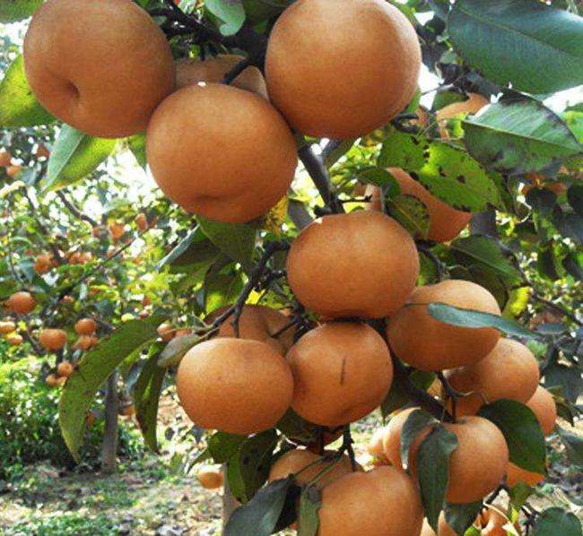 晚秋黄梨怎样才能高产,晚秋黄梨的春季管理方法