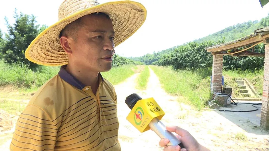 广东复种沙糖桔基地,沙糖桔种植基地规划图