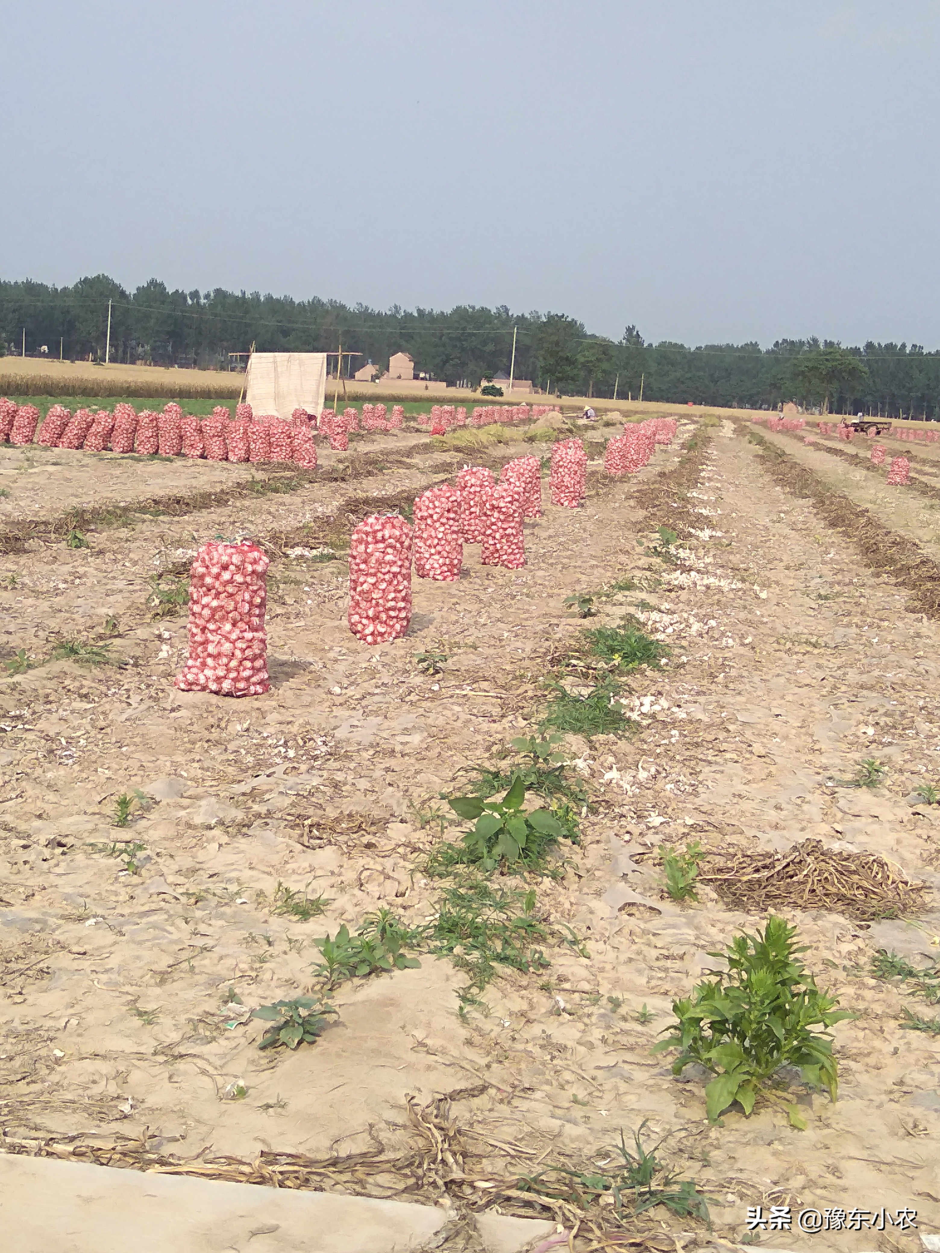 返乡创业种植什么产品好,返乡创业种植需要什么条件