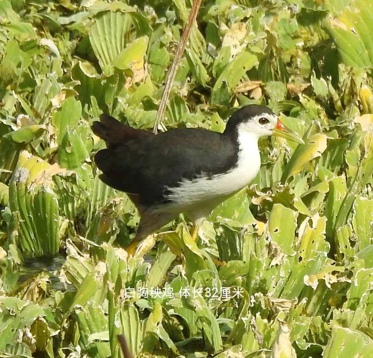 洪湖荷花仙子,洪湖公园蜻蜓