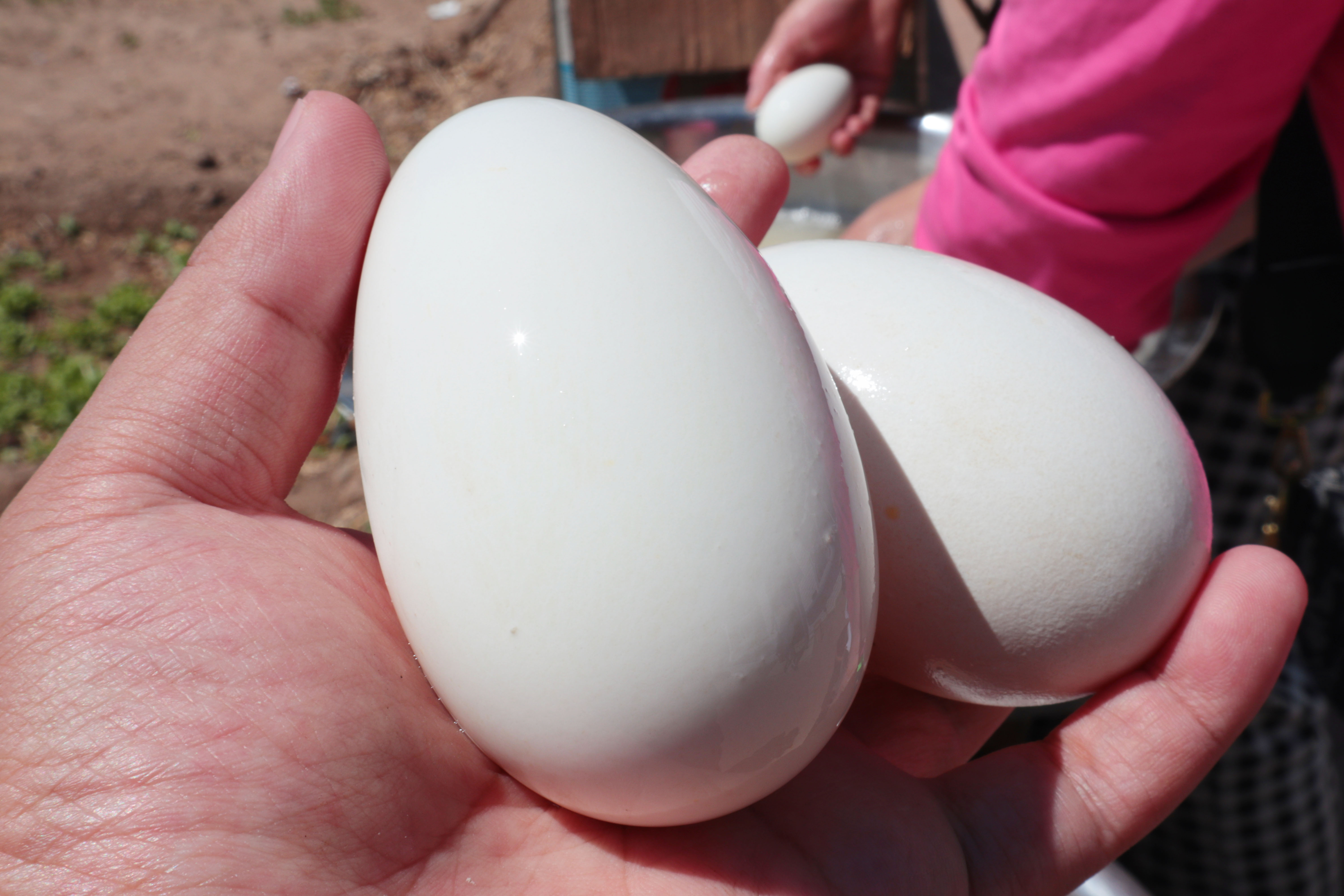 八十岁老人腌鸭蛋配方,80岁姥姥和外甥腌鸡蛋