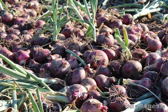 洋葱膨大期烂根用什么药,种植洋葱怎样防止烂根