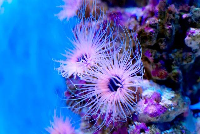 带你们看一下神奇的海底世界,高清60帧海底世界