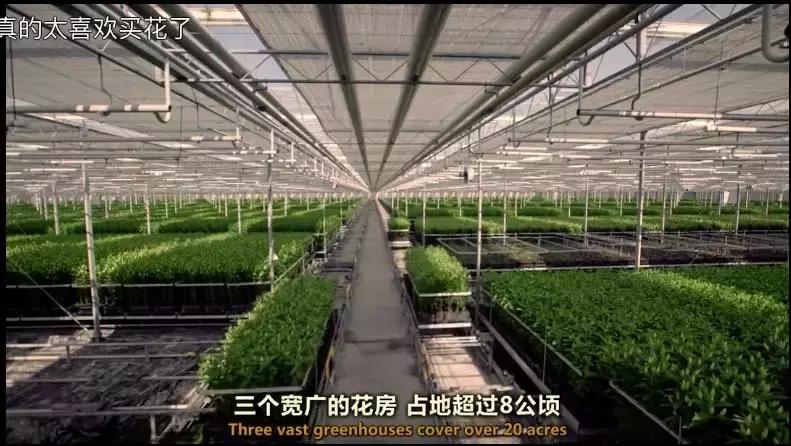 世界最大鲜花市场的销售全过程,全球最大的鲜花交易市场排名第一