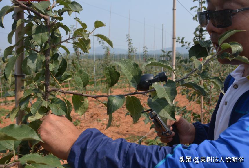 苹果丰产管理新技术,苹果幼树早丰产技术视频