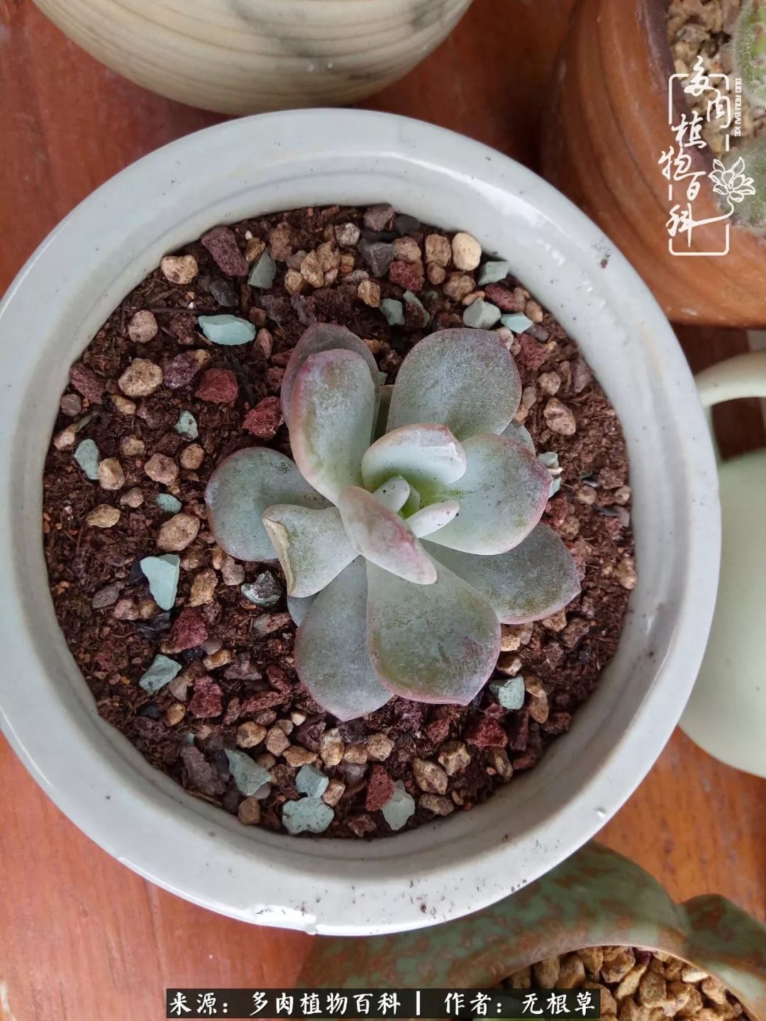 多肉寒冬中茁壮成长,多肉岁月的沉淀