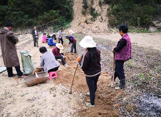 南苍术和北苍术的区别,南苍术价格