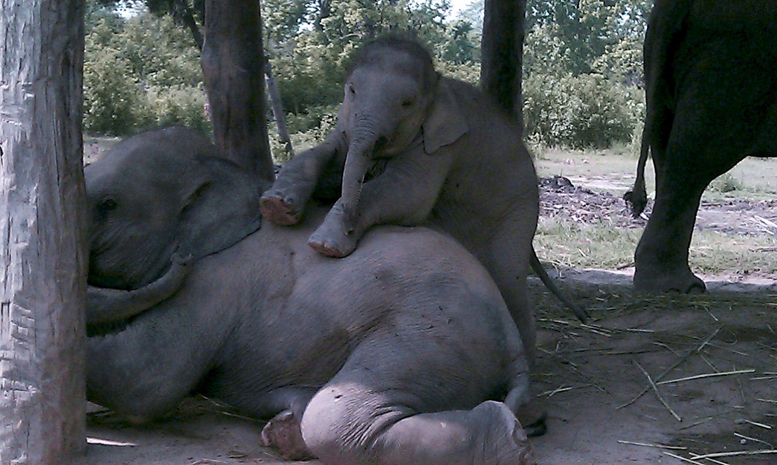 世界杯大象足球,大象足球比赛