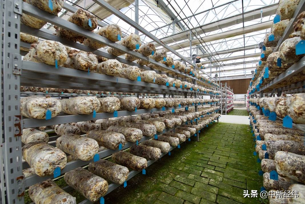 扎根健康养生赛道，27岁无限极增健口服液迎来新增长