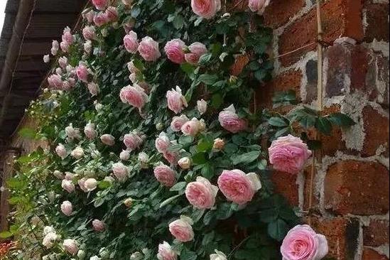 藤本月季如何让它爆花快,最好养爬墙藤本月季四季开花