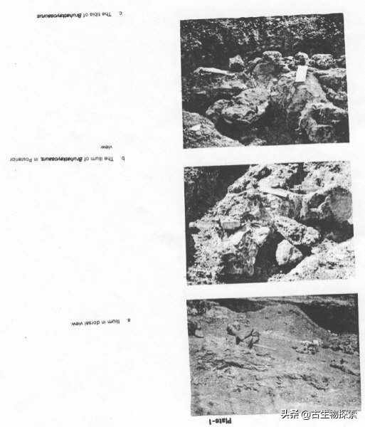 史上最大的超巨型恐龙,最新世界上最大的巨型恐龙