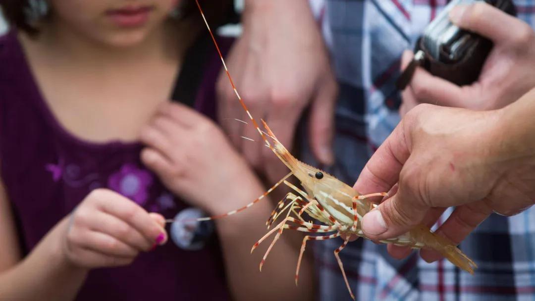 斑点虾开卖！最全购买地址请收好，还能网购加送货上门，给力