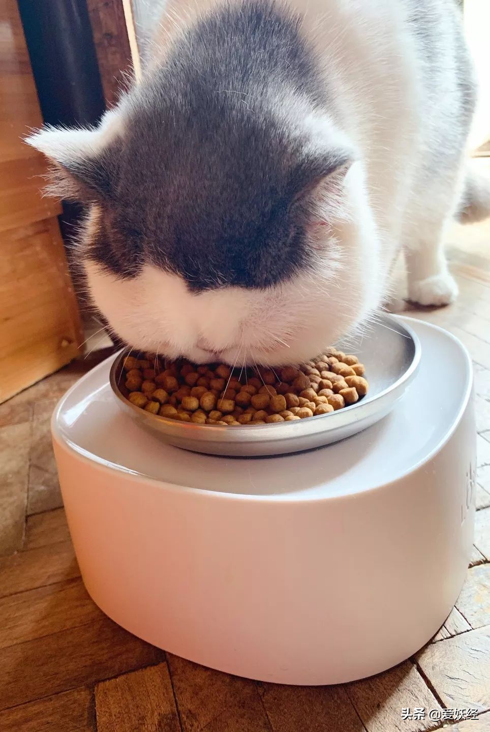 铲屎官减肥瘦身,吐毛球的铲屎官