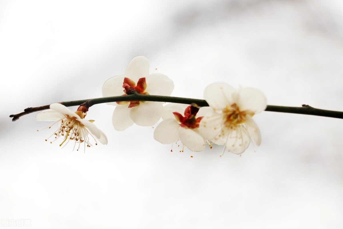 雪梅古诗朗读或讲解意思,古诗雪梅教学反思