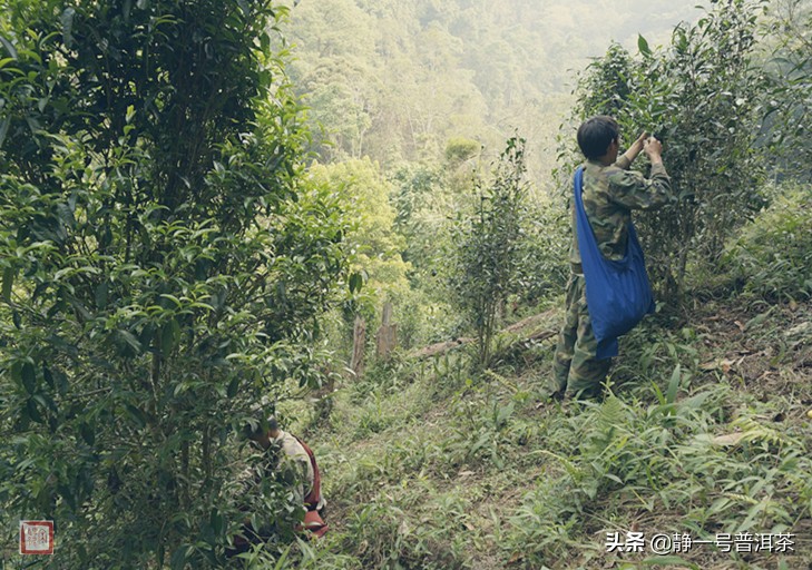 乾利贞宋聘号红标普洱茶,乾利贞宋聘号茶叶真假