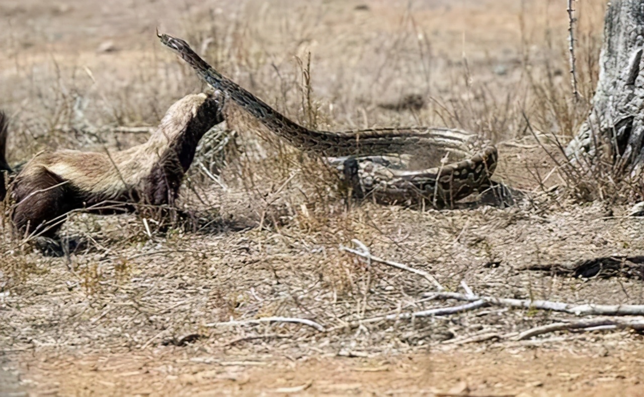 蜜獾为什么不怕各种大型肉食动物,了解真实动物界平头蜜獾